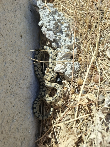 Ladder Snake