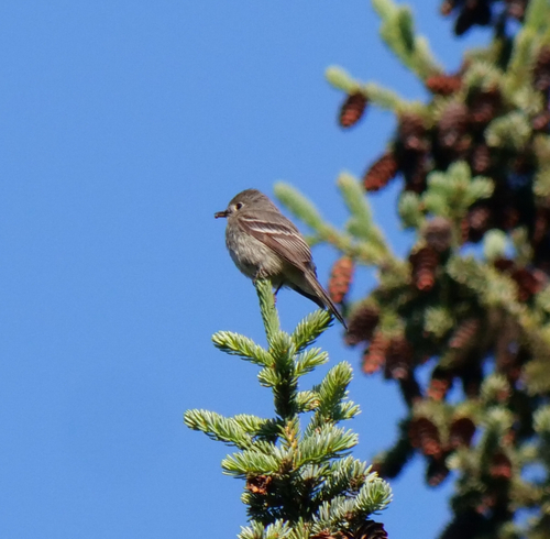 Empidonax oberholseri