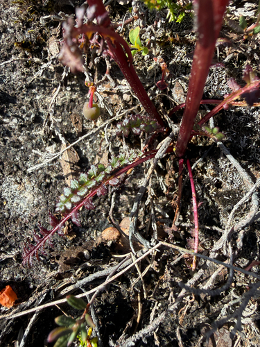 Pedicularis oederi, photograph 3
