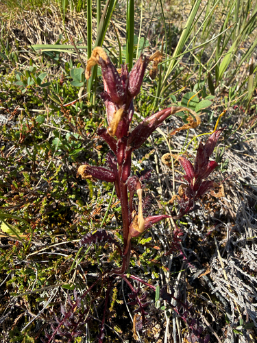 Pedicularis oederi, photograph 4