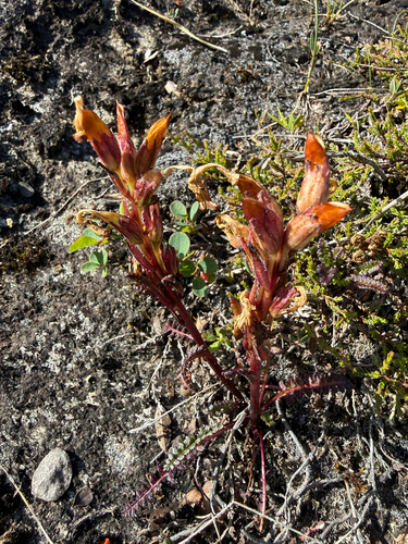 Pedicularis oederi, photograph 2