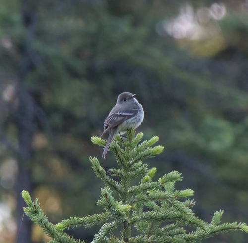 Empidonax oberholseri