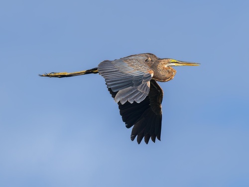 iNaturalist image