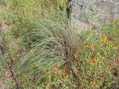 Muhlenbergia lindheimeri