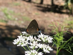 Electrostrymon angelia