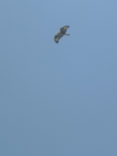 Common Buzzard