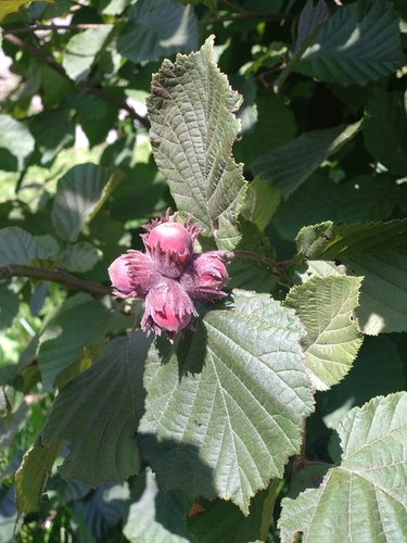 common hazel
