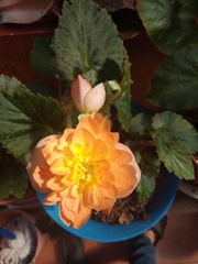 Begonia × tuberhybrida
