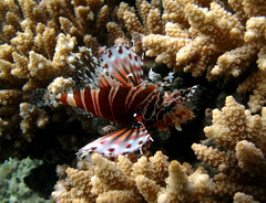 Zebra Turkeyfish photo 2