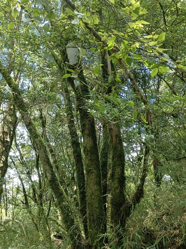 Carpinus kawakamii observed 2026-07-19