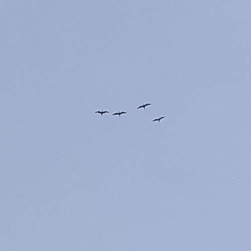 iNaturalist image