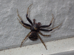 Xysticus croceus