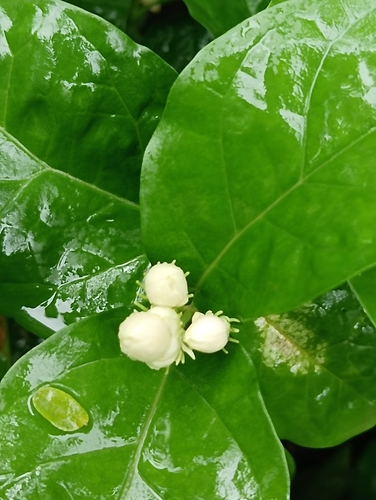 Jasminum sambac observed 2026-07-26