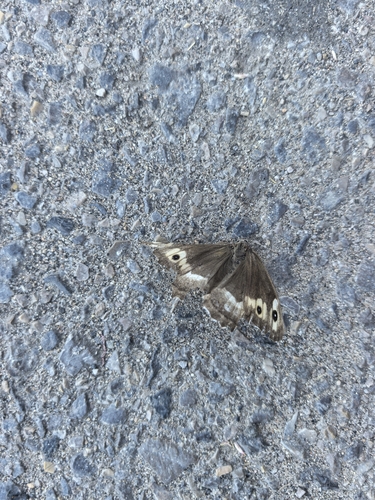 Hipparchia autonoe
