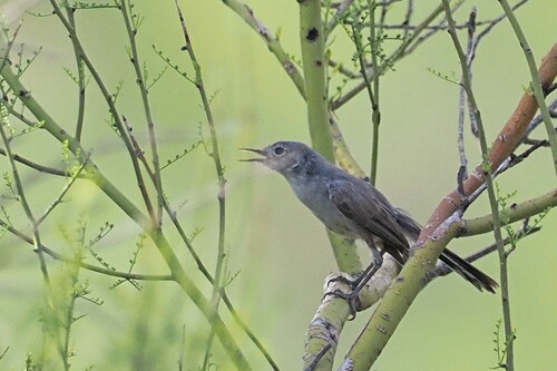 Black-tailed Gnatcatcher