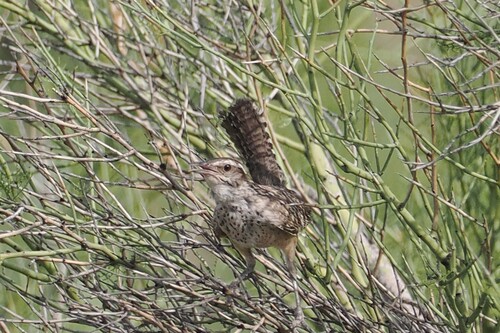 Cactus Wren