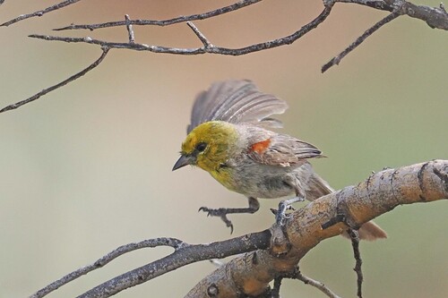 Verdin
