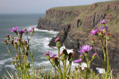 Senecio macrocephalus