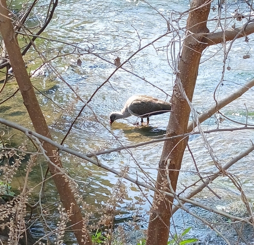 iNaturalist image