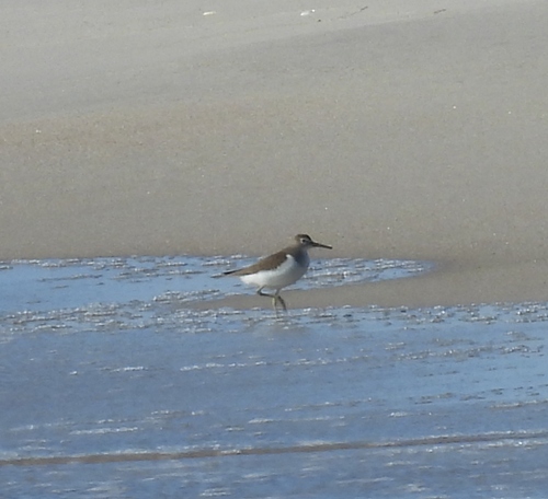 iNaturalist image