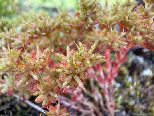 Sedum annuum, photograph 4