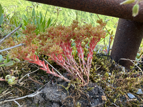 Sedum annuum, photograph 3
