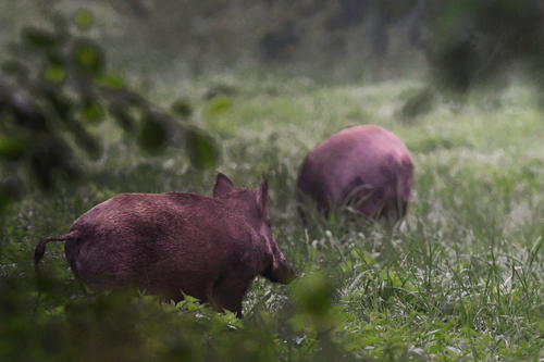 Wild Boar