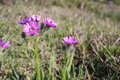 Senecio macrocephalus