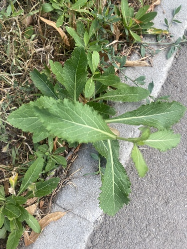 Rorippa austriaca, photograph 3