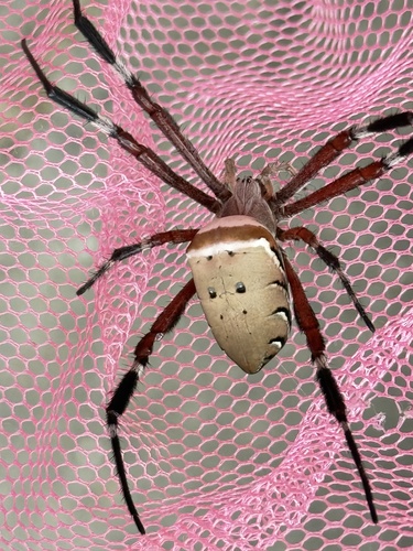 Argiope ocula