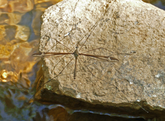 Tipula strepens