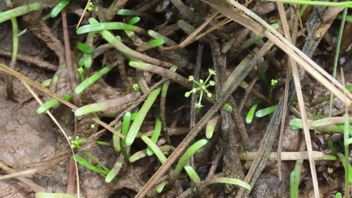 Lilaeopsis chinensis, 2026-07-25