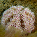 Flower Urchin - Photo (c) Nhobgood, some rights reserved (CC BY-SA)