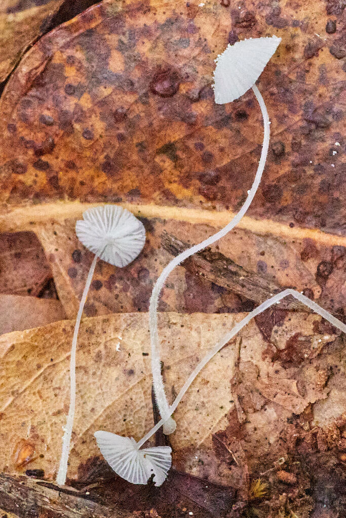 Mycena biornata