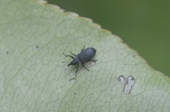 Magdalis ruficornis