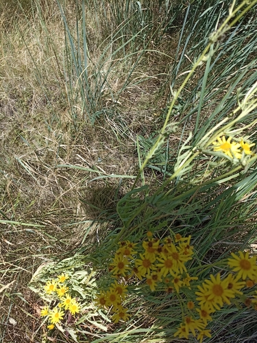 Hoary Ragwort