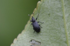 Magdalis ruficornis