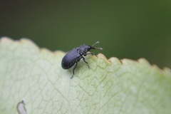 Magdalis ruficornis