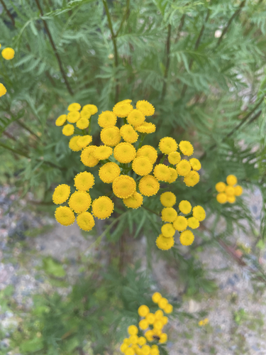 tansy