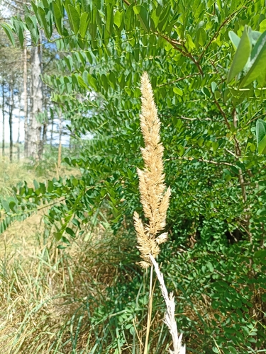 Bushgrass