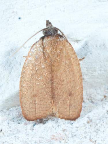 Sparganothis demissana (Walsingham, 1879)