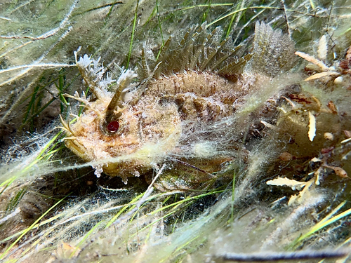 Grass scorpionfish (Scorpaena grandicornis) — Scorpaenidae — 5