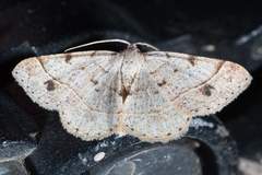 Frederickia subterminata