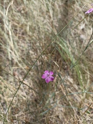 Maiden Pink