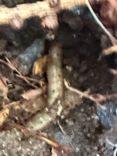Insects