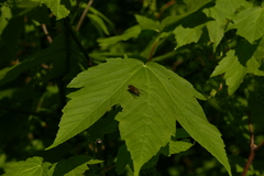 Parasyrphus punctulatus