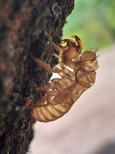 Ash Cicada