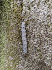 Lepidoptera