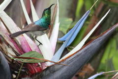 Cinnyris chalybeus albilateralis