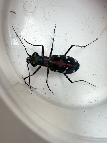 Cosmodela separata